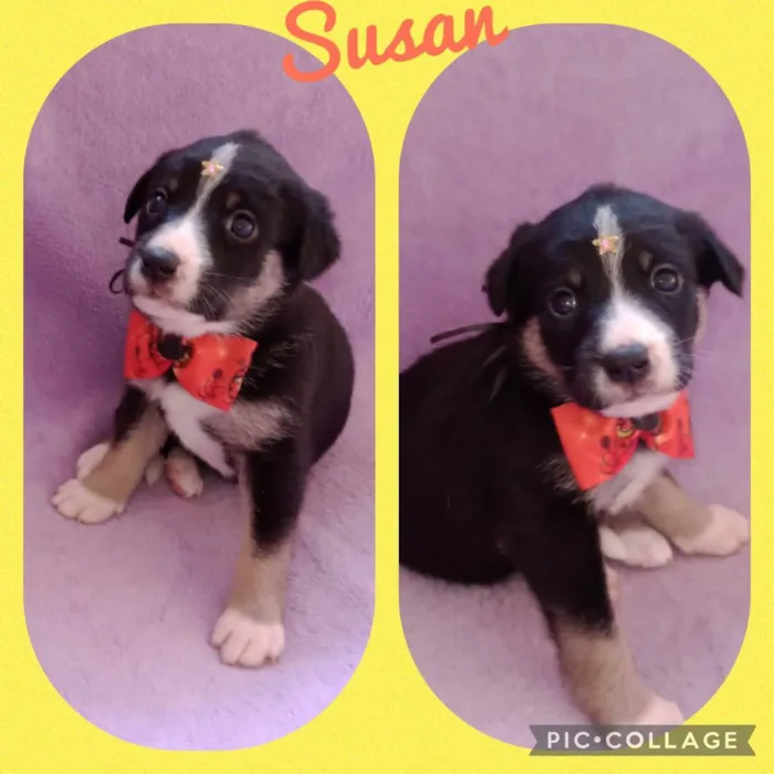 Cachorro raça  idade Abaixo de 2 meses nome Susan 