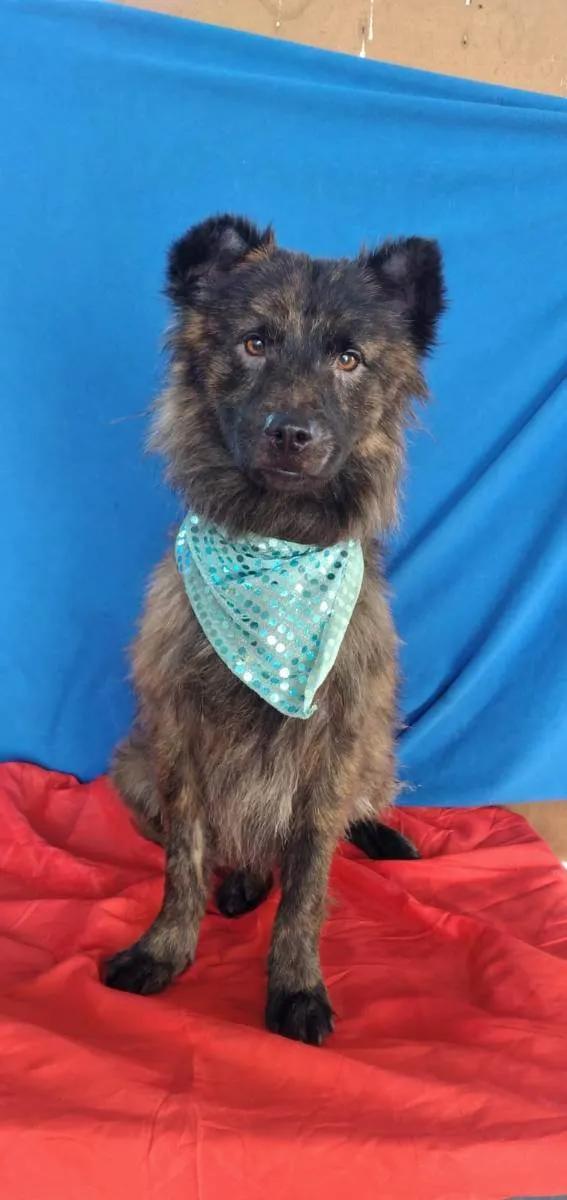 Cachorro raça Chow chow  idade 4 anos nome Pom pom 