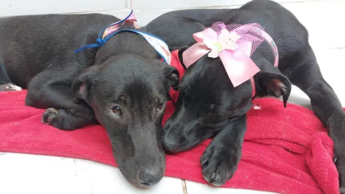 Cachorro raça  idade 7 a 11 meses nome Pandora e Lucas 
