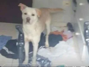 Cachorro raça Não tem  idade 1 ano nome Não tem 