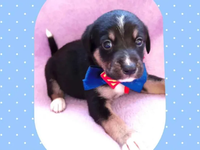 Cachorro raça  idade Abaixo de 2 meses nome Romeu 