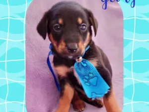 Cachorro raça  idade Abaixo de 2 meses nome George 