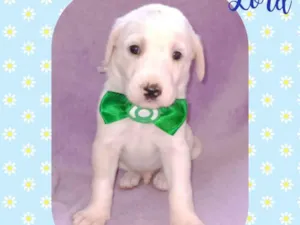 Cachorro raça  idade Abaixo de 2 meses nome Lord 