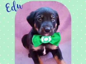 Cachorro raça  idade Abaixo de 2 meses nome Edu 