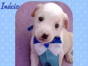 Cachorro raça  idade Abaixo de 2 meses nome Inacio 