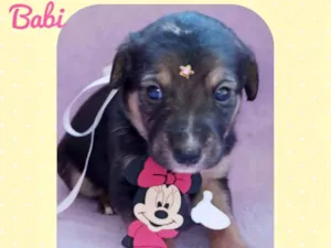 Cachorro raça  idade Abaixo de 2 meses nome Babi 