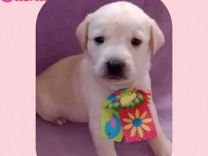 Cachorro raça  idade Abaixo de 2 meses nome Sasha 