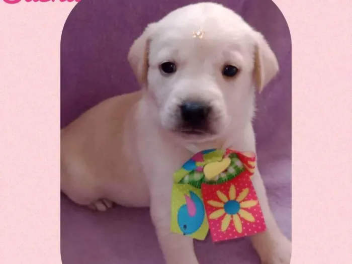 Cachorro raça  idade Abaixo de 2 meses nome Sasha 