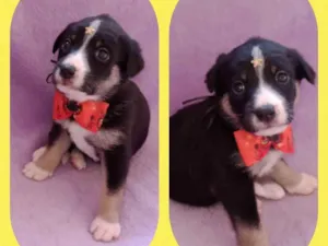 Cachorro raça  idade Abaixo de 2 meses nome Susan 