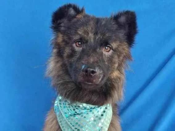 Cachorro raça Chow chow  idade 4 anos nome Pom pom 