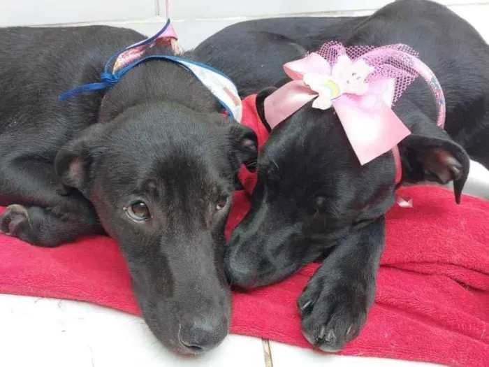 Cachorro raça  idade 7 a 11 meses nome Pandora e Lucas 