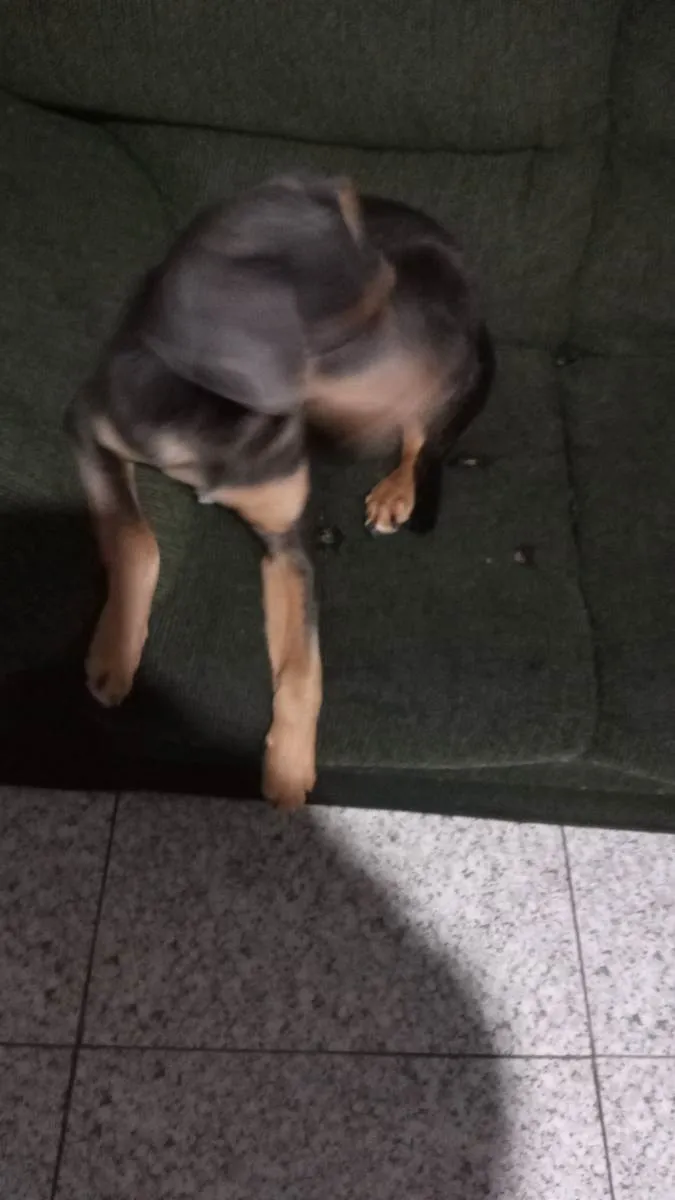 Cachorro ra a Vira lata idade 7 a 11 meses nome Lorenzo