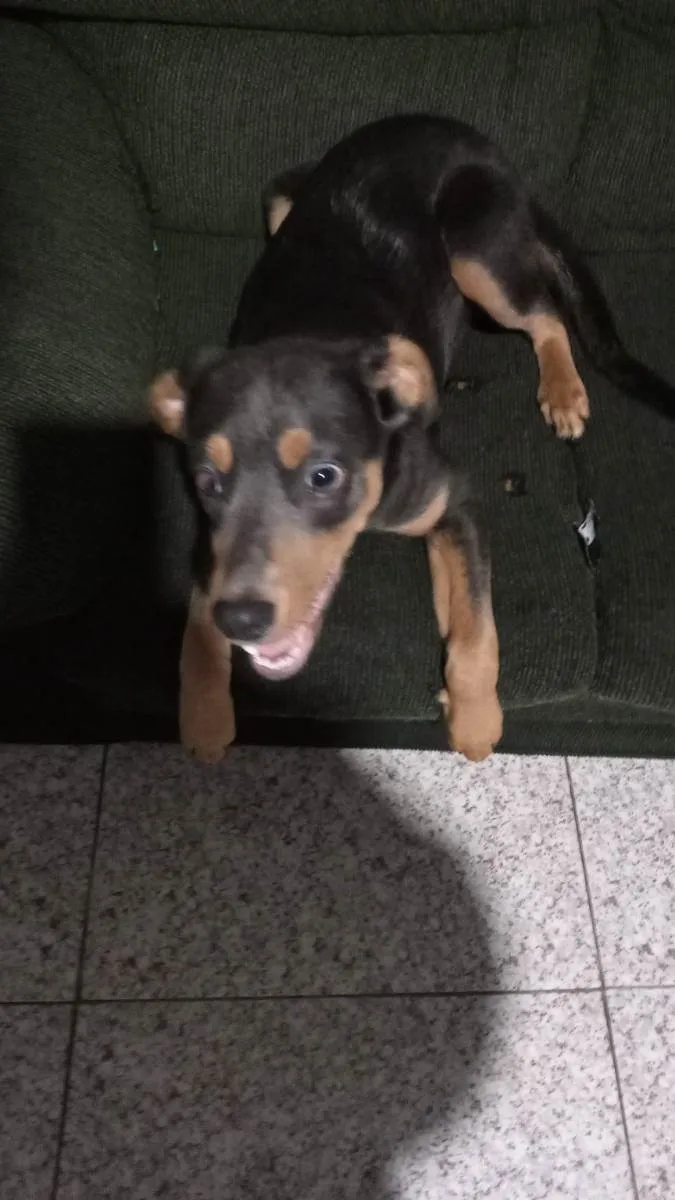 Cachorro ra a Vira lata idade 7 a 11 meses nome Lorenzo