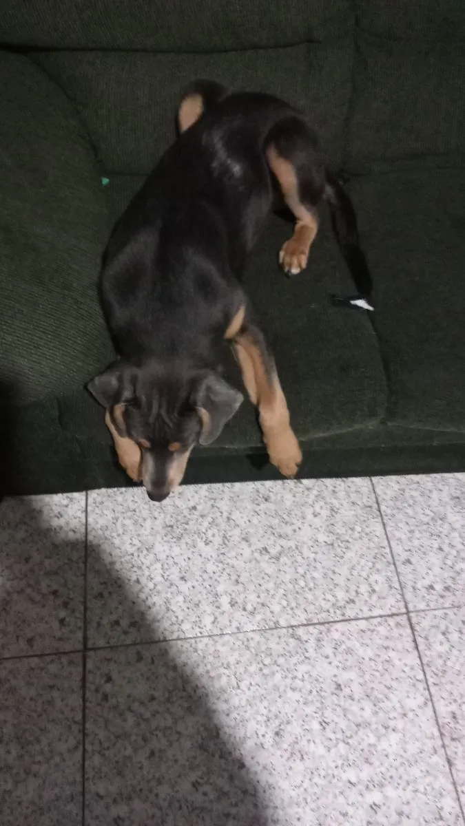 Cachorro ra a Vira lata idade 7 a 11 meses nome Lorenzo