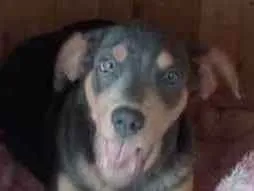 Cachorro ra a Vira lata idade 7 a 11 meses nome Lorenzo