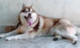 Akila