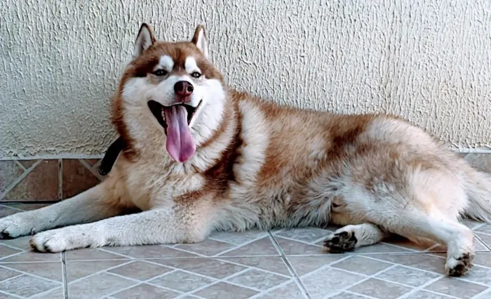 Cachorro ra a Husky idade 4 anos nome Akila