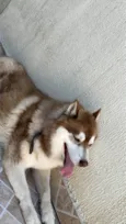 Akila
