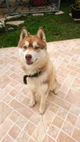 Akila