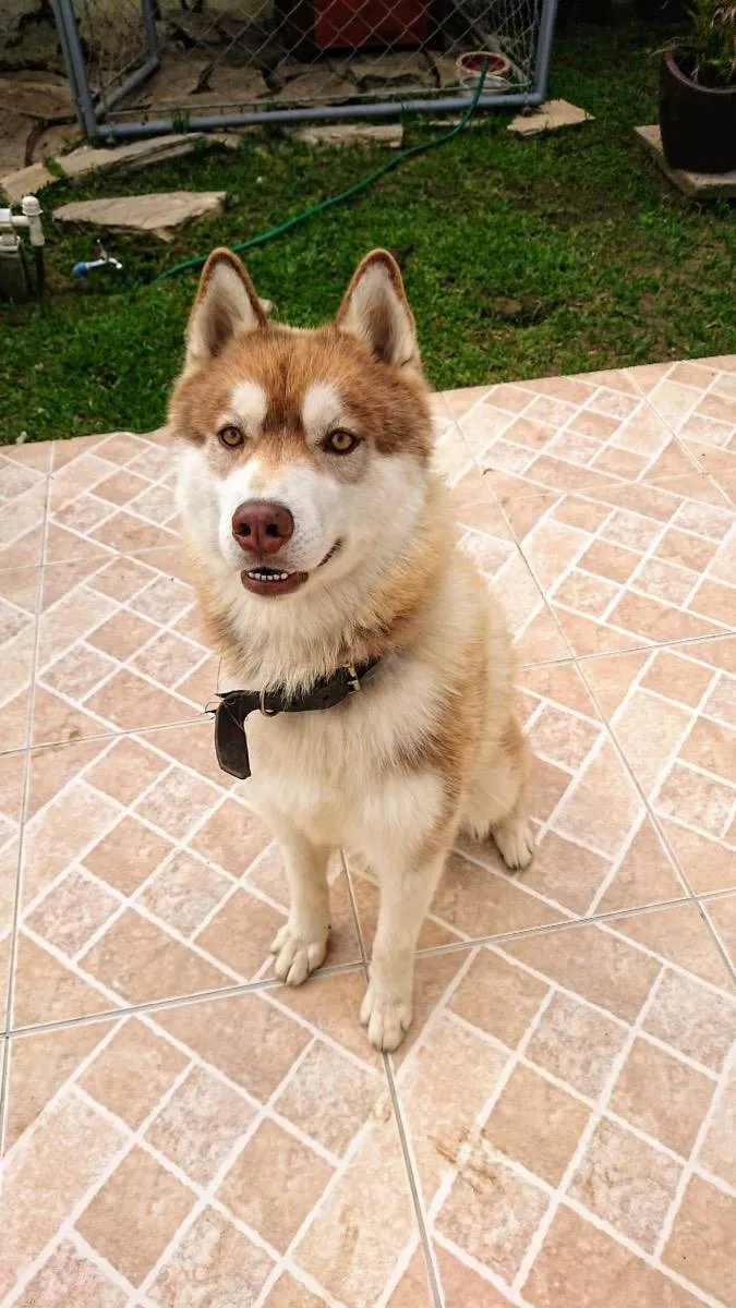 Cachorro ra a Husky idade 4 anos nome Akila