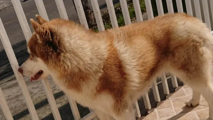 Cachorro ra a Husky idade 4 anos nome Akila