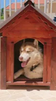 Akila
