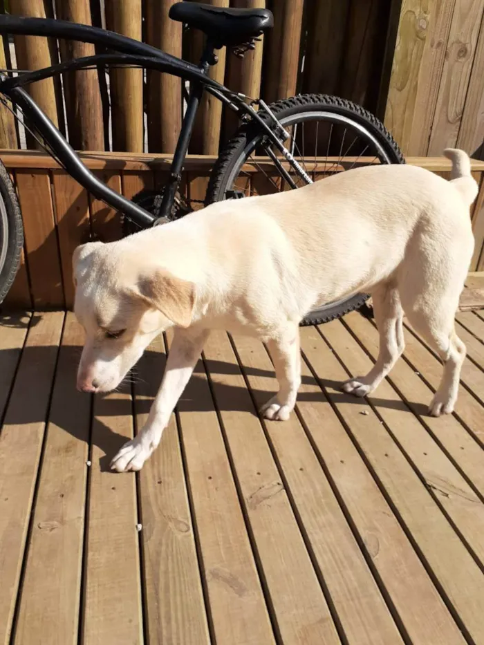 Cachorro ra a Labrador misturado idade 7 a 11 meses nome Sem nome