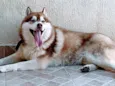 Akila