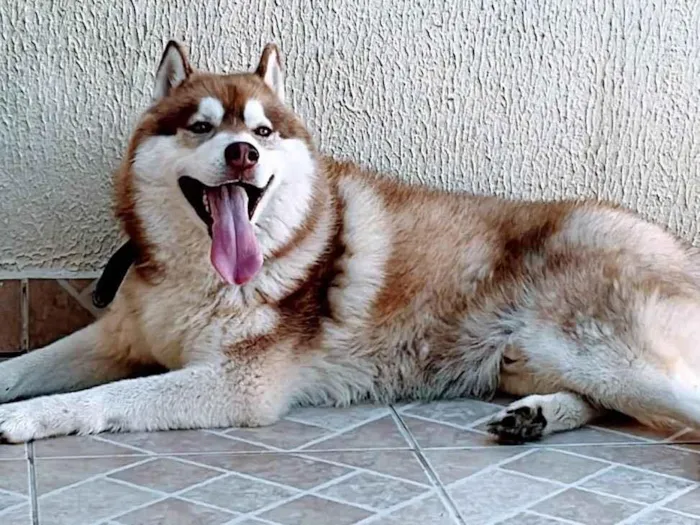 Cachorro ra a Husky idade 4 anos nome Akila
