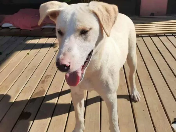 Cachorro ra a Labrador misturado idade 7 a 11 meses nome Sem nome