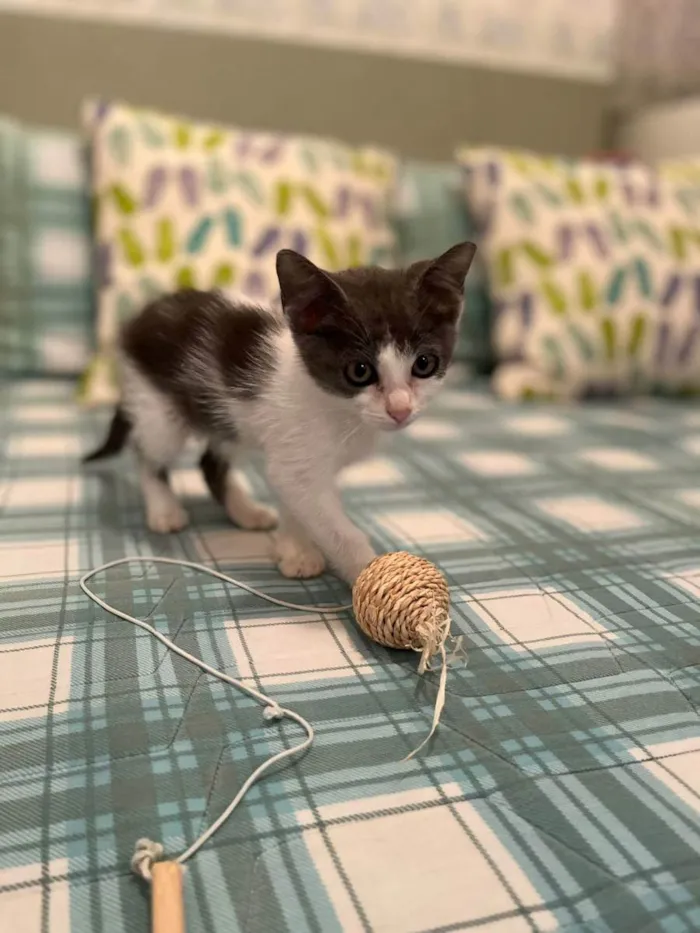 Gato raça SRD idade Abaixo de 2 meses nome Filhotinha 