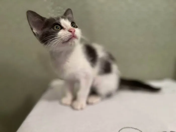 Gato raça SRD idade Abaixo de 2 meses nome Filhotinha 