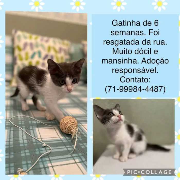 Gato raça SRD idade Abaixo de 2 meses nome Filhotinha 