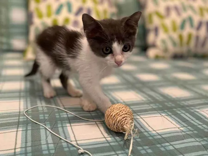 Gato raça SRD idade Abaixo de 2 meses nome Filhotinha 