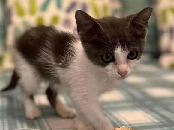 Gato raça SRD idade Abaixo de 2 meses nome Filhotinha 