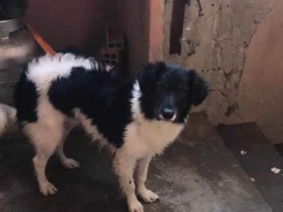 Cachorro raça Mistura não definido  idade 7 a 11 meses nome Thor