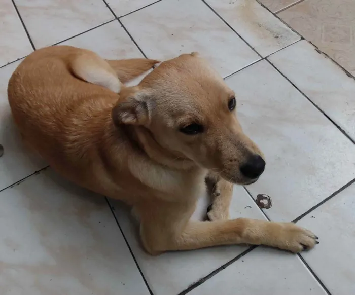 Cachorro ra a Indefinida idade 2 a 6 meses nome Nika Pitchula