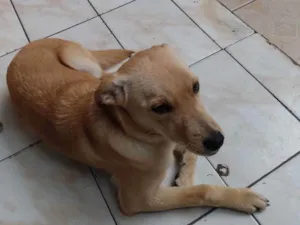 Cachorro raça Indefinida idade 2 a 6 meses nome Nika Pitchula