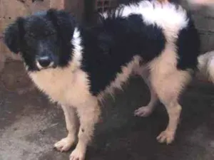 Cachorro raça Mistura não definido  idade 7 a 11 meses nome Thor