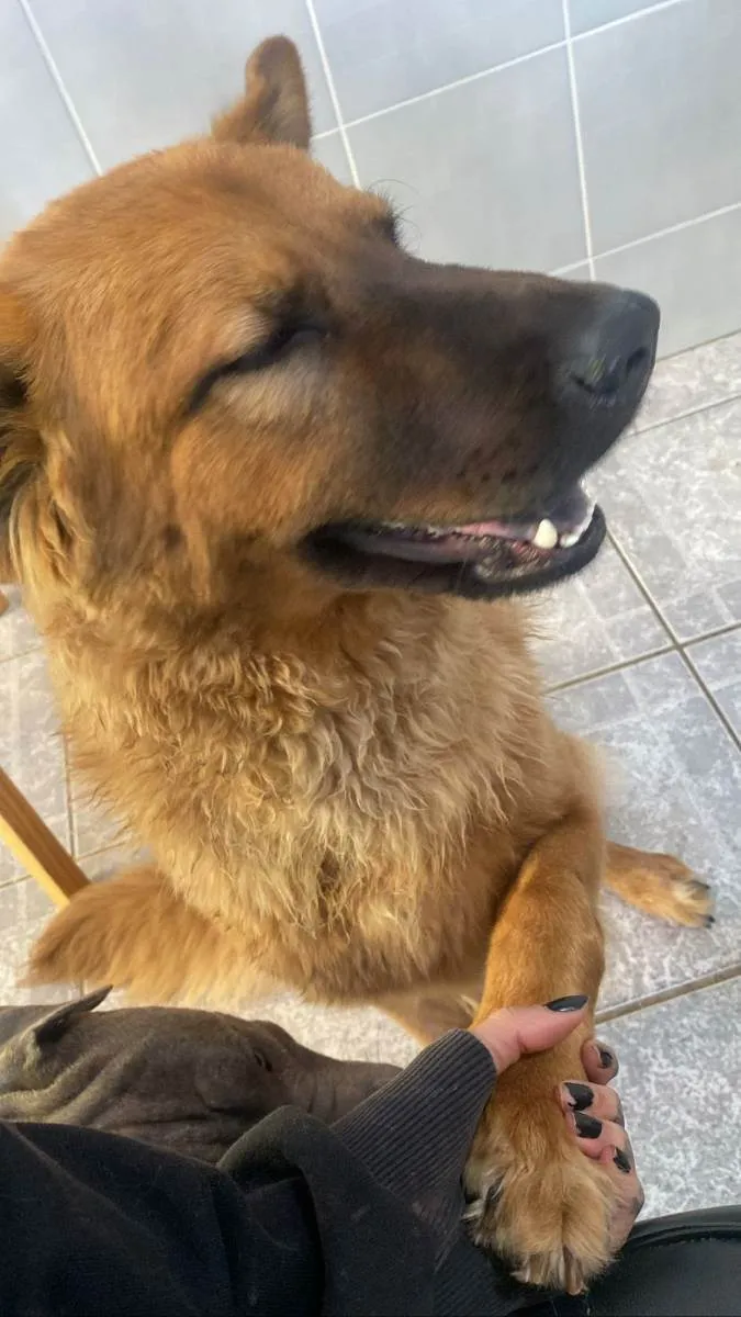 Cachorro ra a Pastor Alemão com Chow-Chow idade 2 anos nome Katana