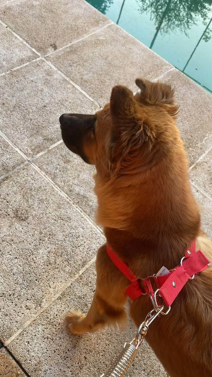 Cachorro ra a Pastor Alemão com Chow-Chow idade 2 anos nome Katana