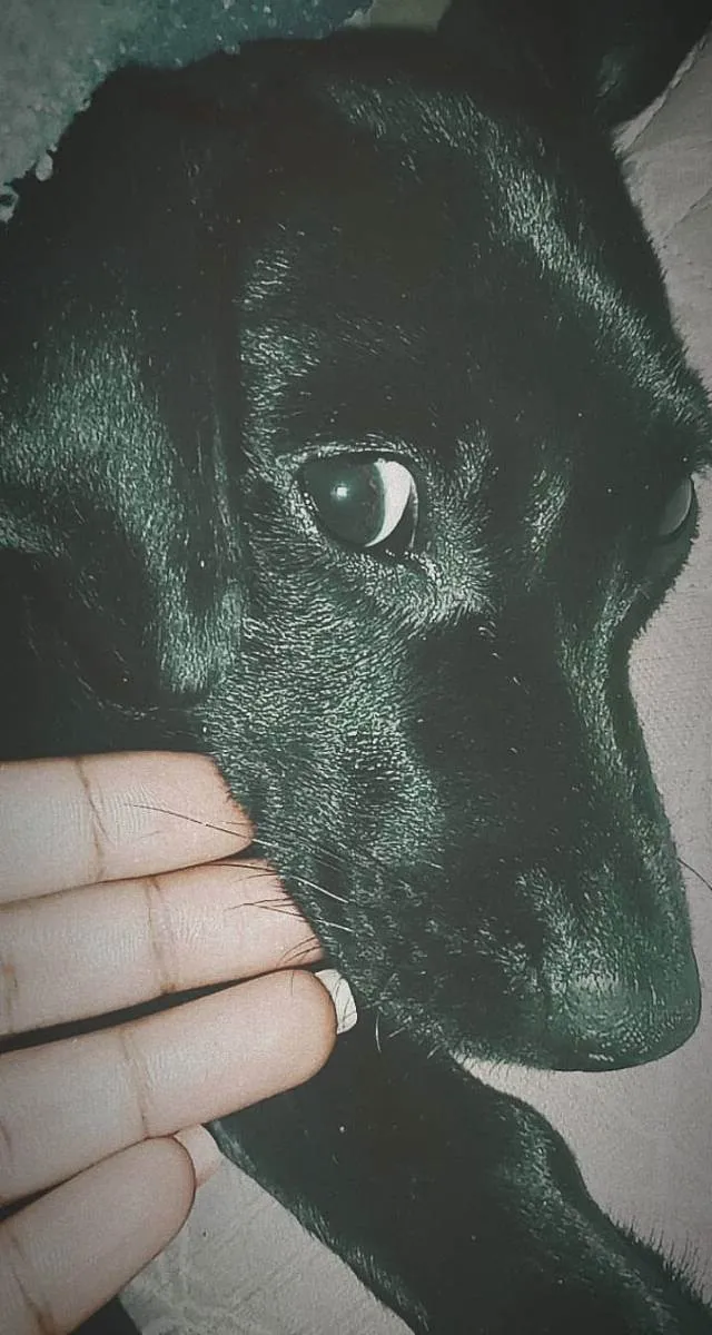 Cachorro ra a Viralata idade 1 ano nome Pelé