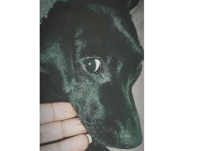 Cachorro ra a Viralata idade 1 ano nome Pelé