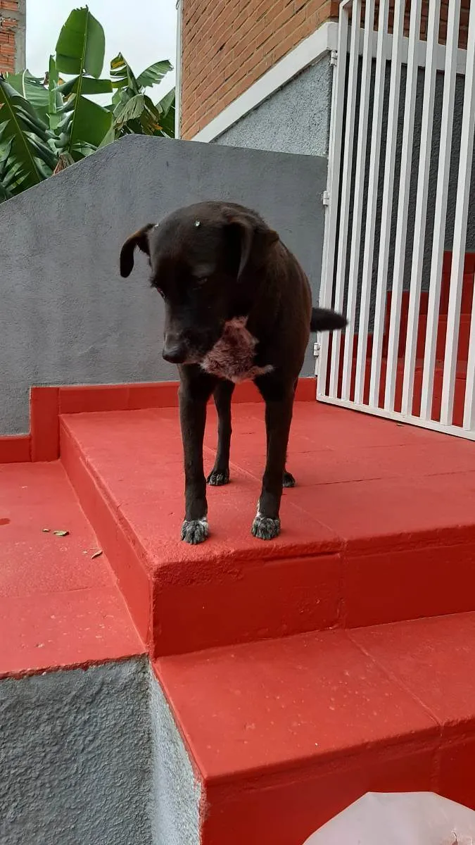 Cachorro ra a Não definida idade 4 anos nome Nina