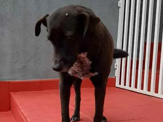 Cachorro ra a Não definida idade 4 anos nome Nina