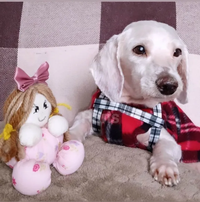 Cachorro ra a Poodle idade 2 anos nome NINO 