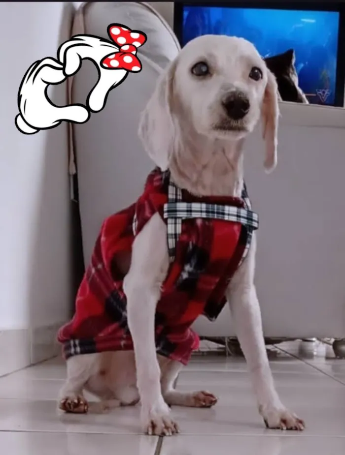 Cachorro ra a Poodle idade 2 anos nome NINO 