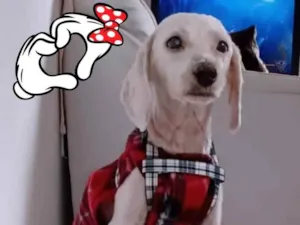 Cachorro raça Poodle idade 2 anos nome NINO 