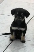 Cachorro raça SRD idade Abaixo de 2 meses nome Arthur 