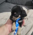 Cachorro raça SRD idade Abaixo de 2 meses nome Arthur 